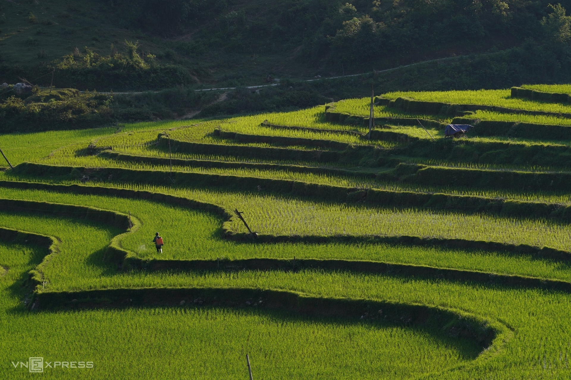 Phát hiện Quán nhà Haha ở nơi có 34 hộ dân, cao gần 1.000 m, giữ hàng trăm đàn ong tổ to bằng manh chiếu mà không lấy mật