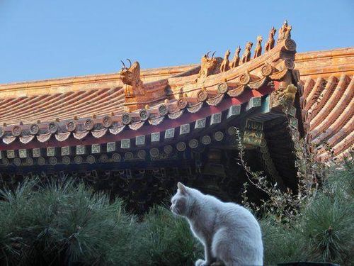 Vì sao có hơn 200 con mèo đi lại tự do trong Tử Cấm Thành?