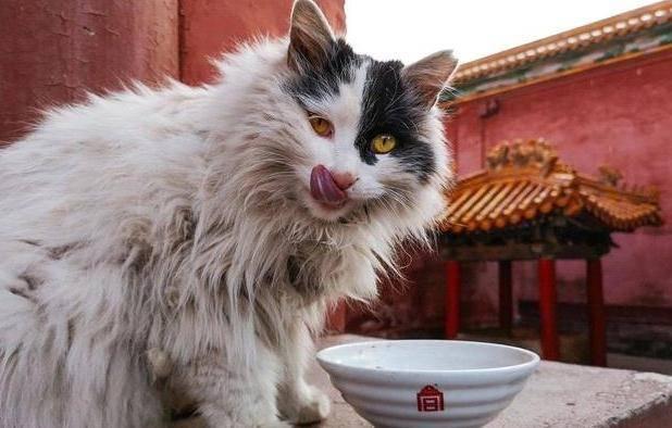 Vì sao có hơn 200 con mèo đi lại tự do trong Tử Cấm Thành?