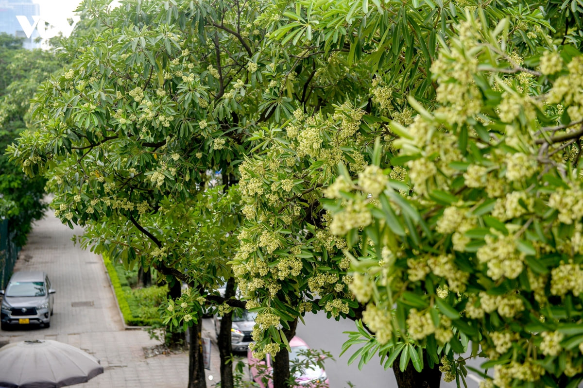 Thực hư trà sữa, nước khoáng hoa sữa gây sốt tại Hà Nội, uống vào thực khách liền “bất ngờ”