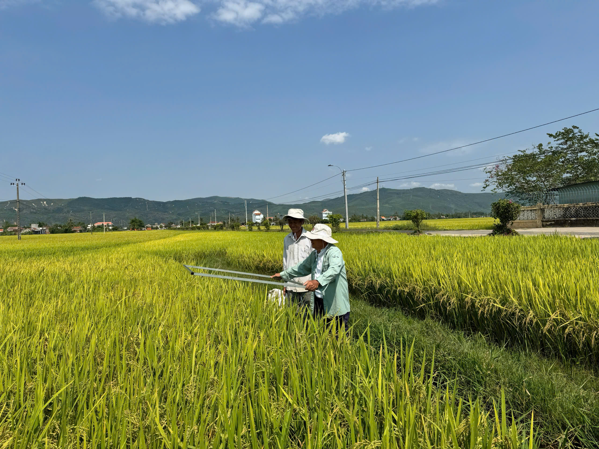 Thu hoạch mẫu tại xã Hòa Quang Nam ngày 20-4-2026