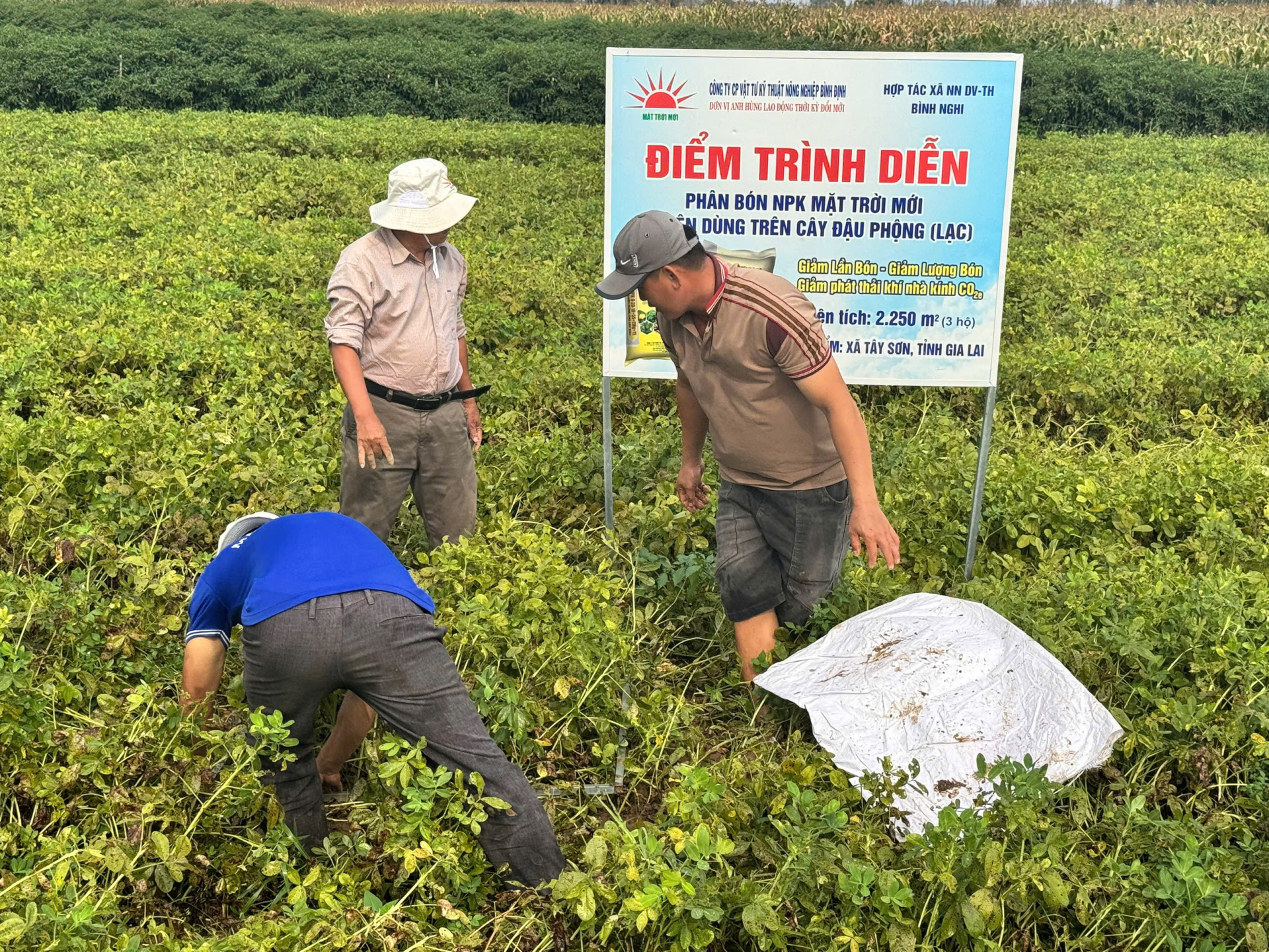 Thu hoạch mẫu tại mộ hình trình diễn