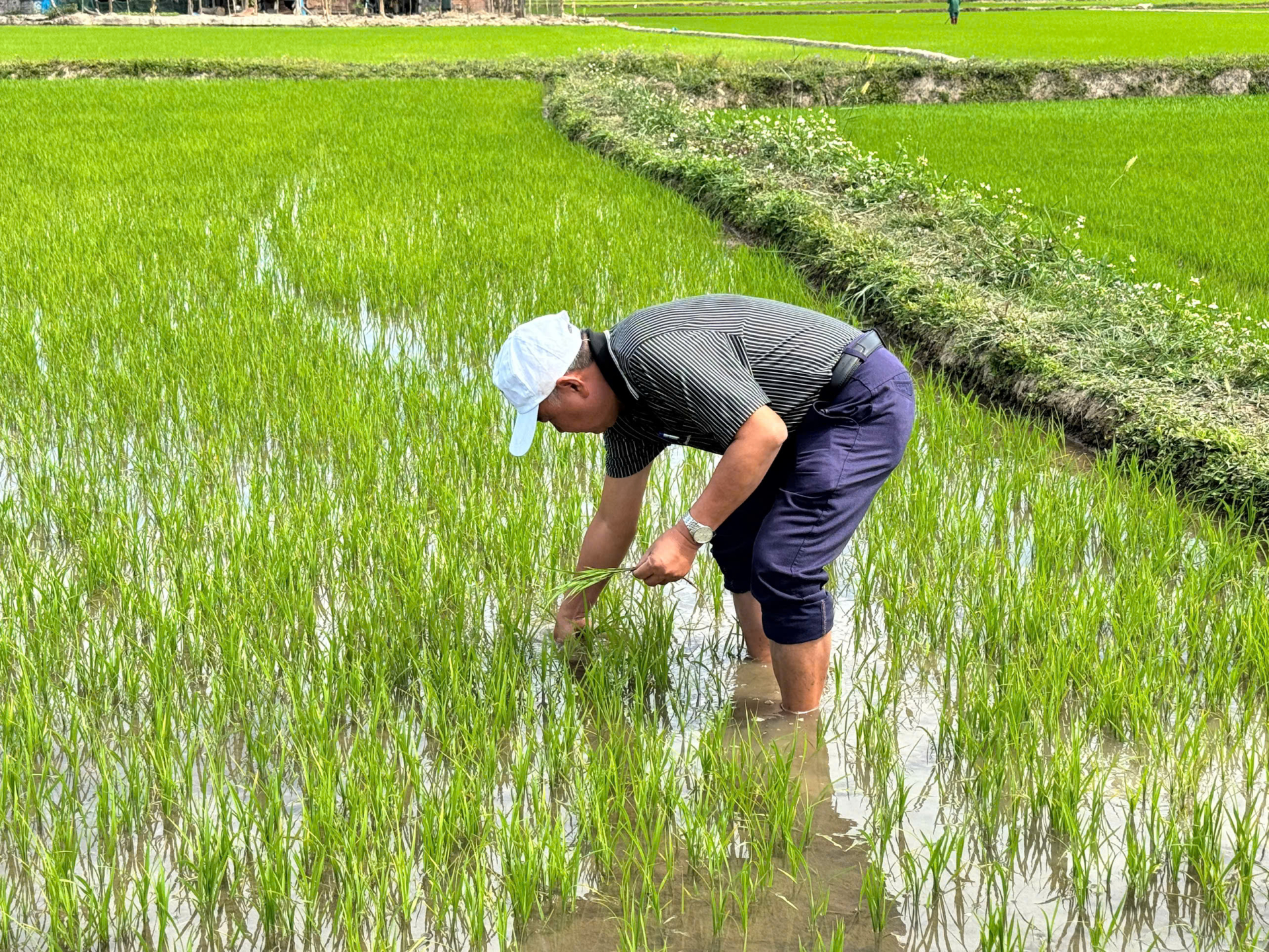 TS. Nguyễn Thanh Phương – nguyên Phó Viện trưởng Viện KHKT Nông nghiệp Duyên hải Nam Trung bộ kiểm tra mức độ phát triển của cây lúa 