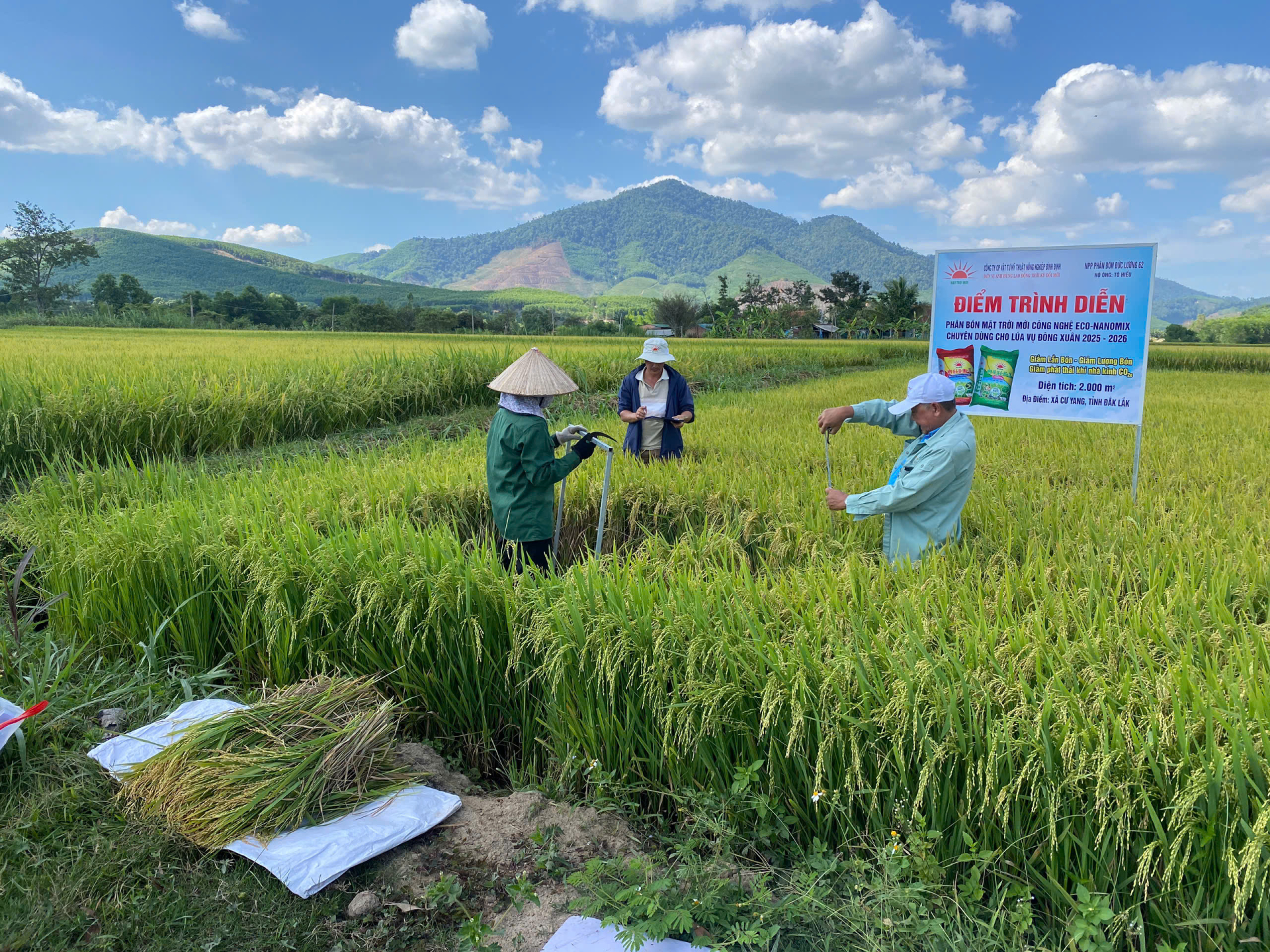 Thu hoạch mẫu trong mô hình để đánh giá kết quả
