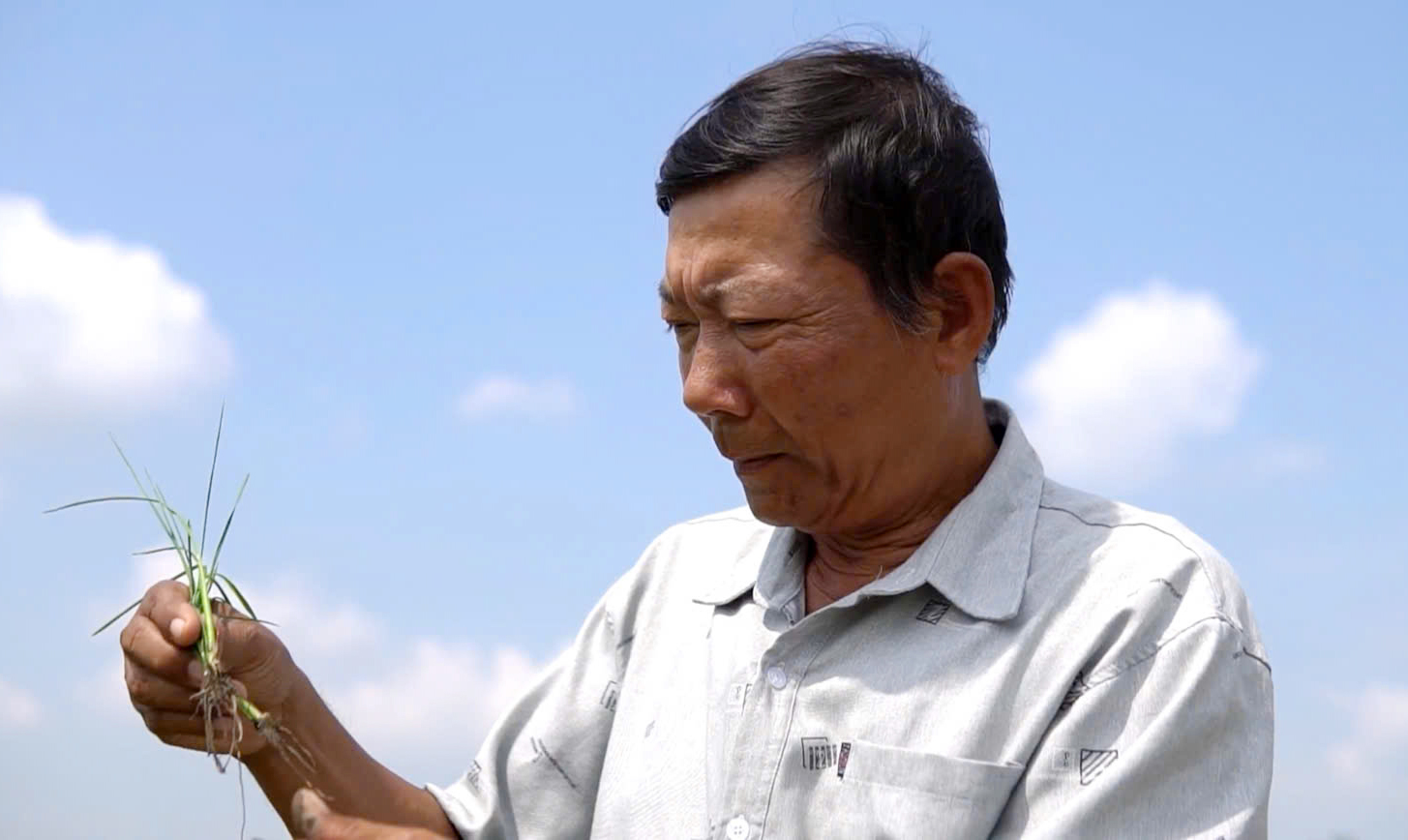 Ông Nguyễn Trung Phấn (Thạnh Hóa, Tây Ninh) vui mừng kiểm tra bộ rễ lúa phát triển dài, suôn khỏe, trắng sạch sau khi đất phèn được cải tạo hiệu quả.