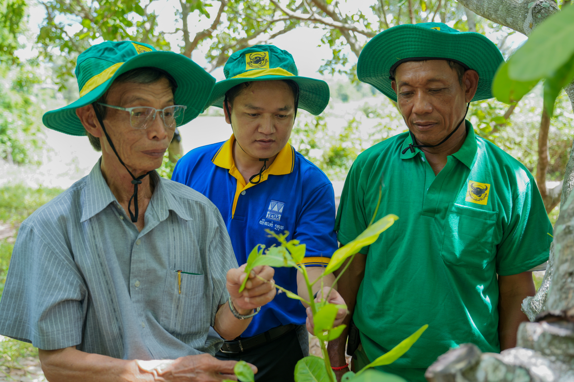 Chuyên gia hỗ trợ trực tiếp tại vườn Ông Pech Naron — nông dân tại làng Tumnup Apivot, xã O Svay, huyện Trapeng Prasat, tỉnh Oddar Meanchey