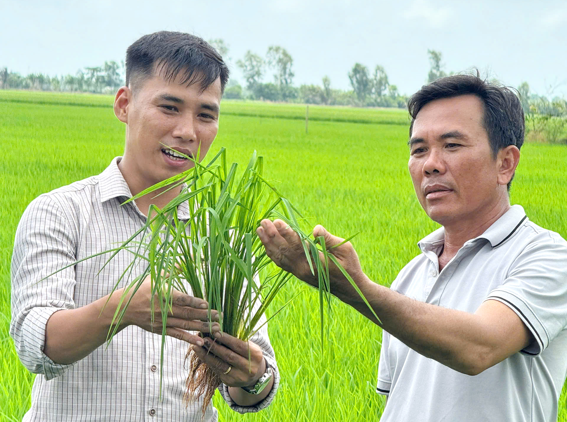 Bộ rễ trắng khỏe và khả năng đẻ nhánh đồng đều là những tín hiệu tích cực trên ruộng lúa nông dân sau khi áp dụng giải pháp xử lý rơm rạ kết hợp sử dụng Bio-Canxi đầu vụ.