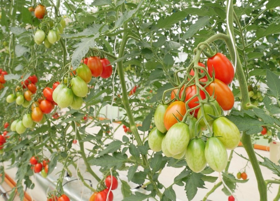 Giống cà chua chỉnh sửa gen chứa hàm lượng axit amin GABA cao phát triển bởi công ty Sanatech Seed (Nhật Bản)