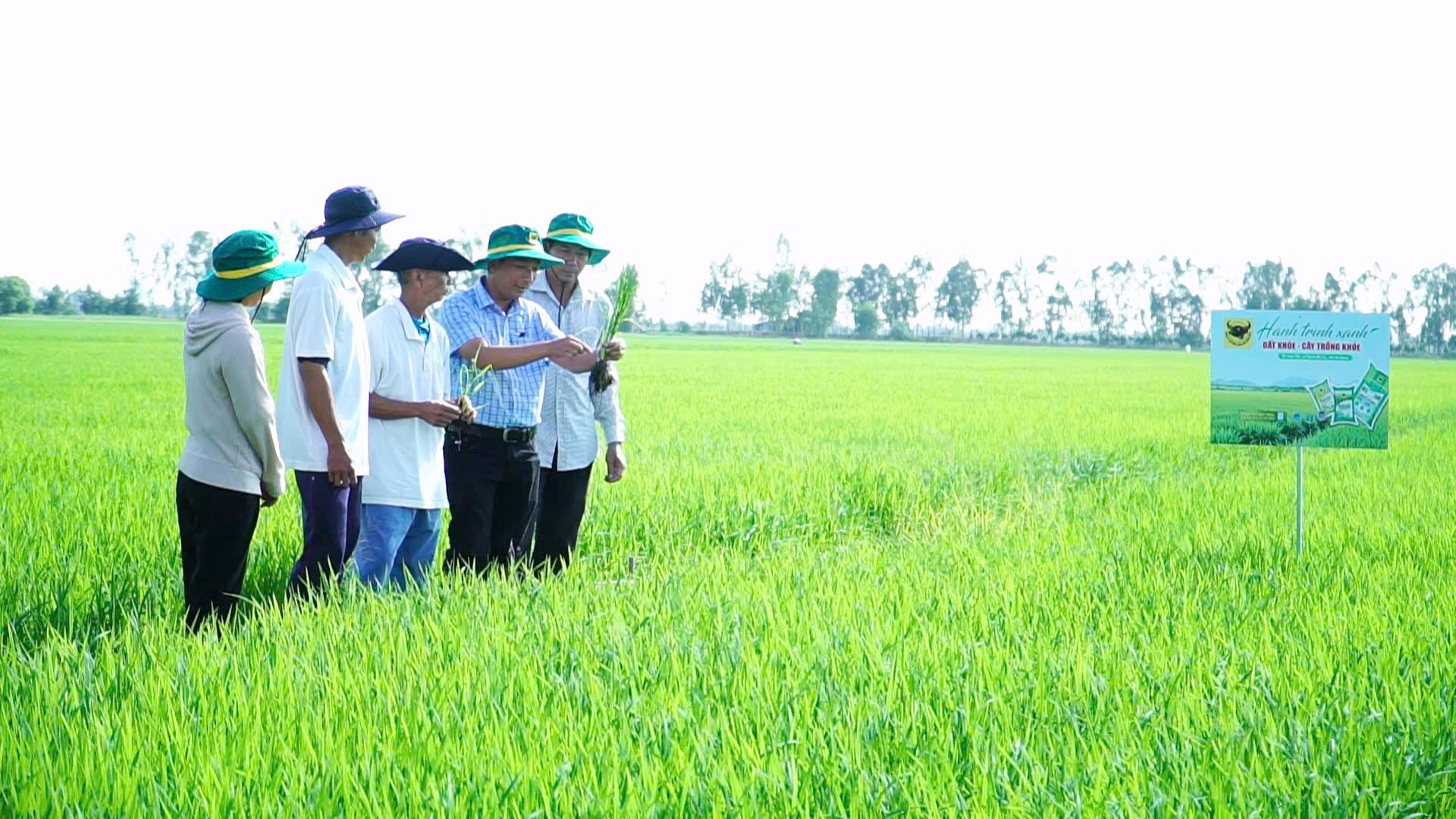 Cán bộ kỹ thuật Công ty CP Phân bón Bình Điền, lực lượng khuyến nông cùng anh Nguyễn Hữu Thảo kiểm tra sinh trưởng của ruộng lúa sau khi áp dụng giải pháp cải tạo đất, hạ phèn và chăm sóc cây theo từng giai đoạn phát triển.