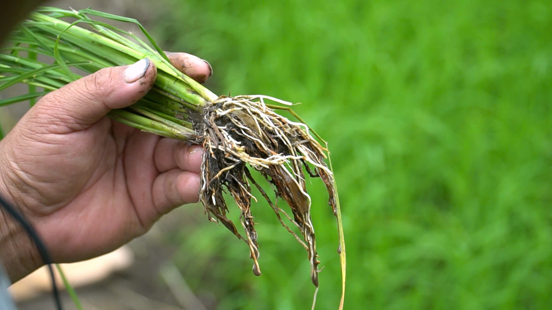 Bộ rễ lúa trắng khỏe, phát triển mạnh sau khi được bón lót Đầu Trâu Bio-Canxi, góp phần tăng khả năng hấp thu dinh dưỡng và hạn chế tác động của phèn đối với cây lúa.