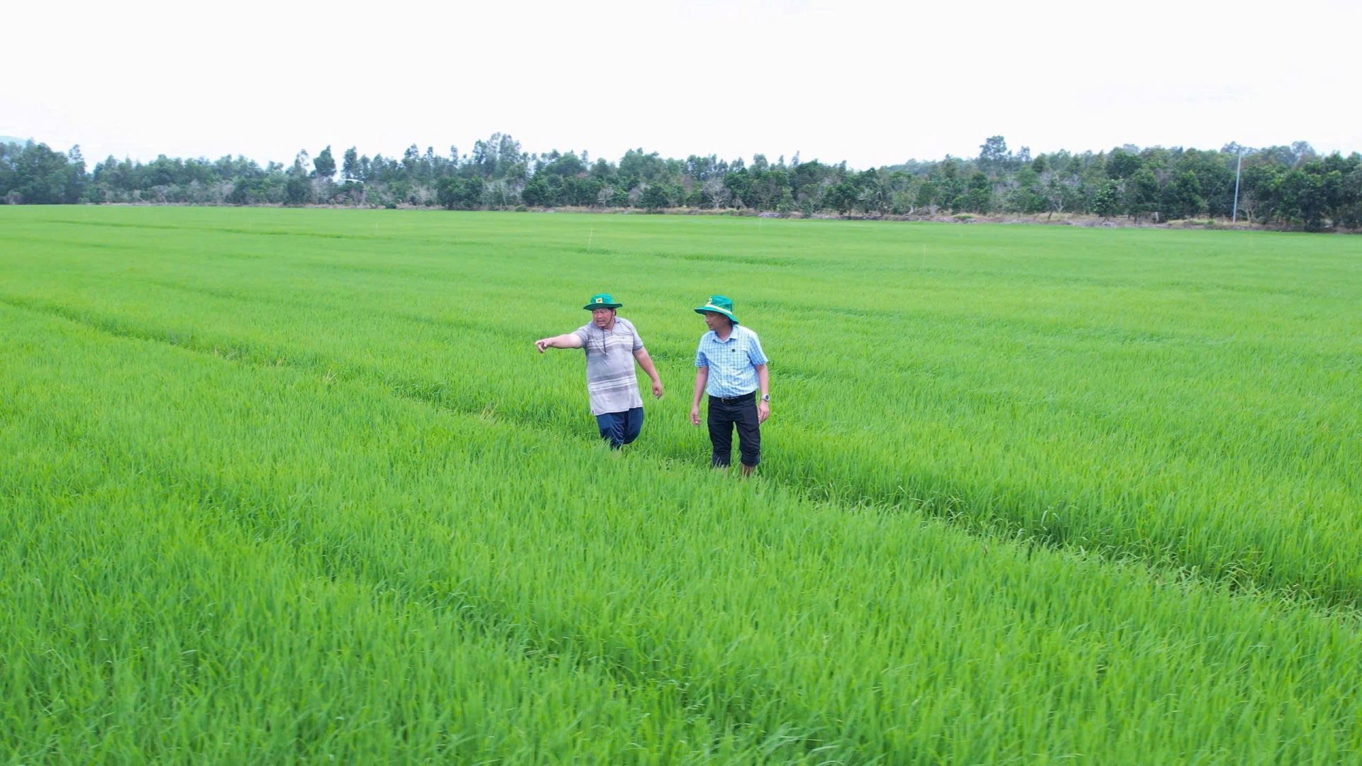 Đội ngũ kỹ thuật cùng nông dân kiểm tra bộ rễ, khả năng sinh trưởng của cây lúa trên mô hình sau khi áp dụng quy trình cải tạo đất và bón phân theo khuyến cáo.