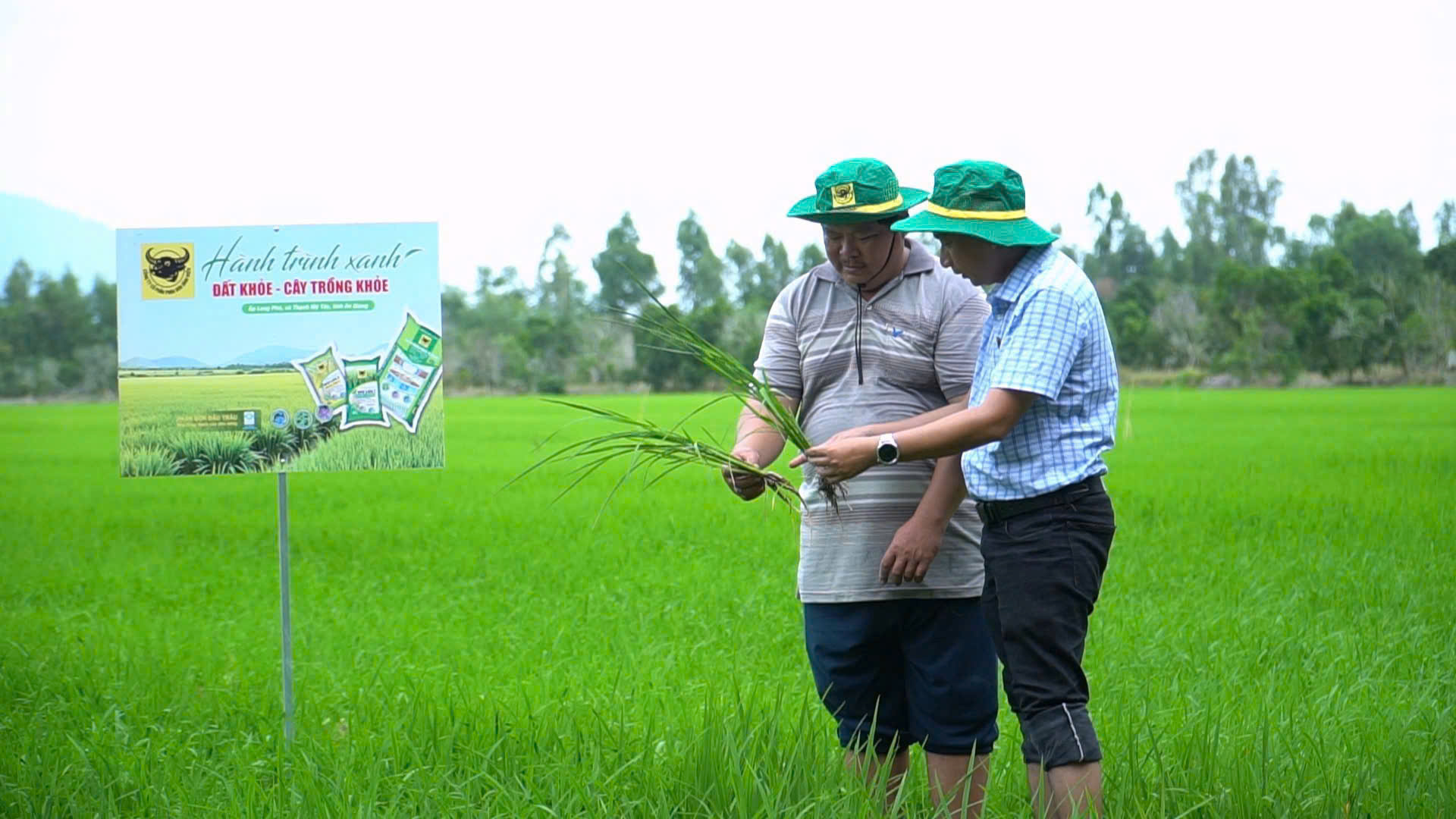 Anh Huỳnh Thành Chuẩn (phải) chia sẻ kết quả bước đầu của mô hình với cán bộ kỹ thuật và nông dân địa phương khi bộ rễ lúa phát triển khỏe, ít bị ảnh hưởng bởi phèn.