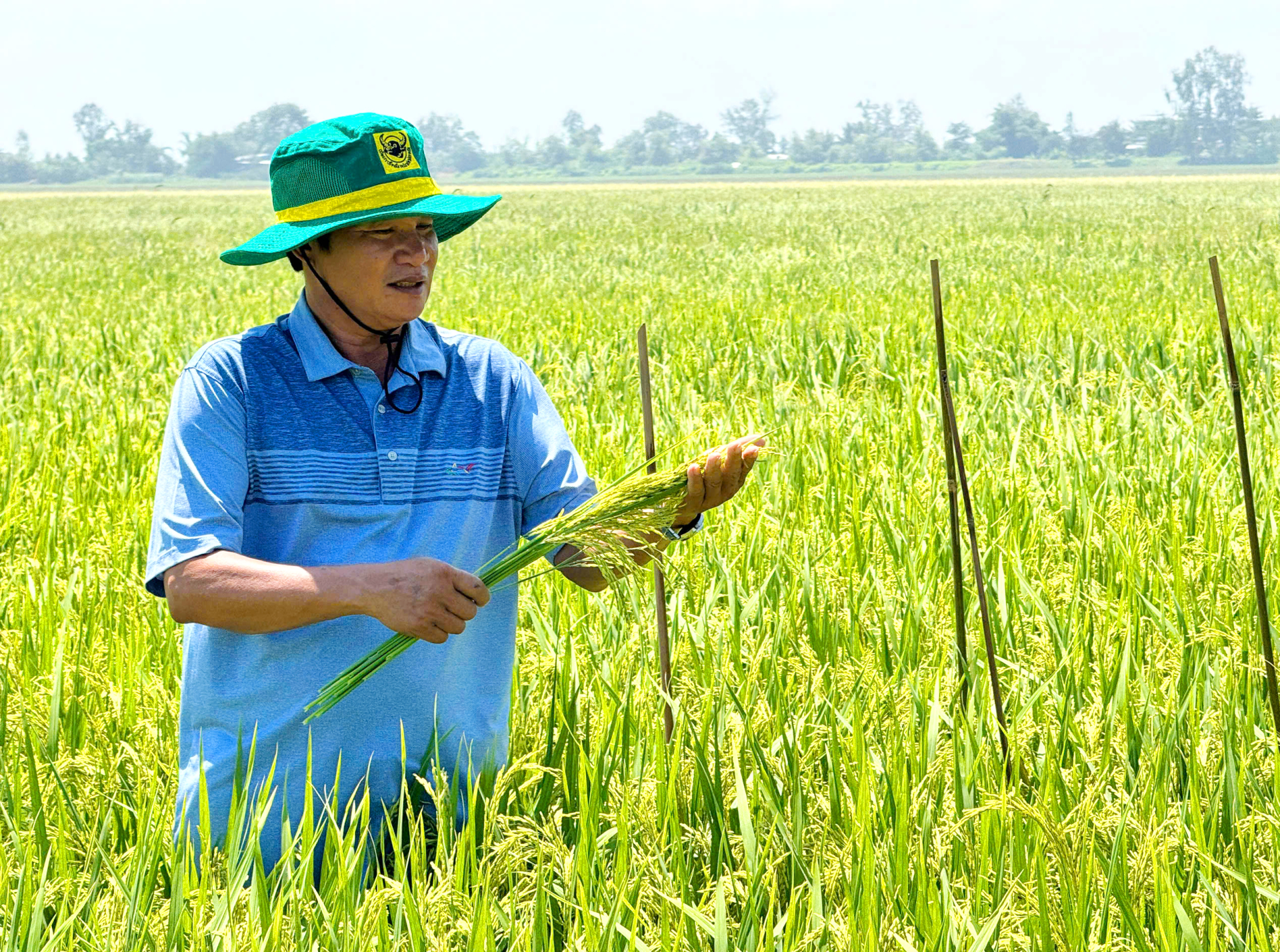 Ông Võ Hoàng Lưỡng (64 tuổi), ở ấp Kênh 10, xã Tân Hiệp, tỉnh An Giang, kiểm tra ruộng lúa OM18 hơn 70 ngày tuổi sau khi áp dụng mô hình