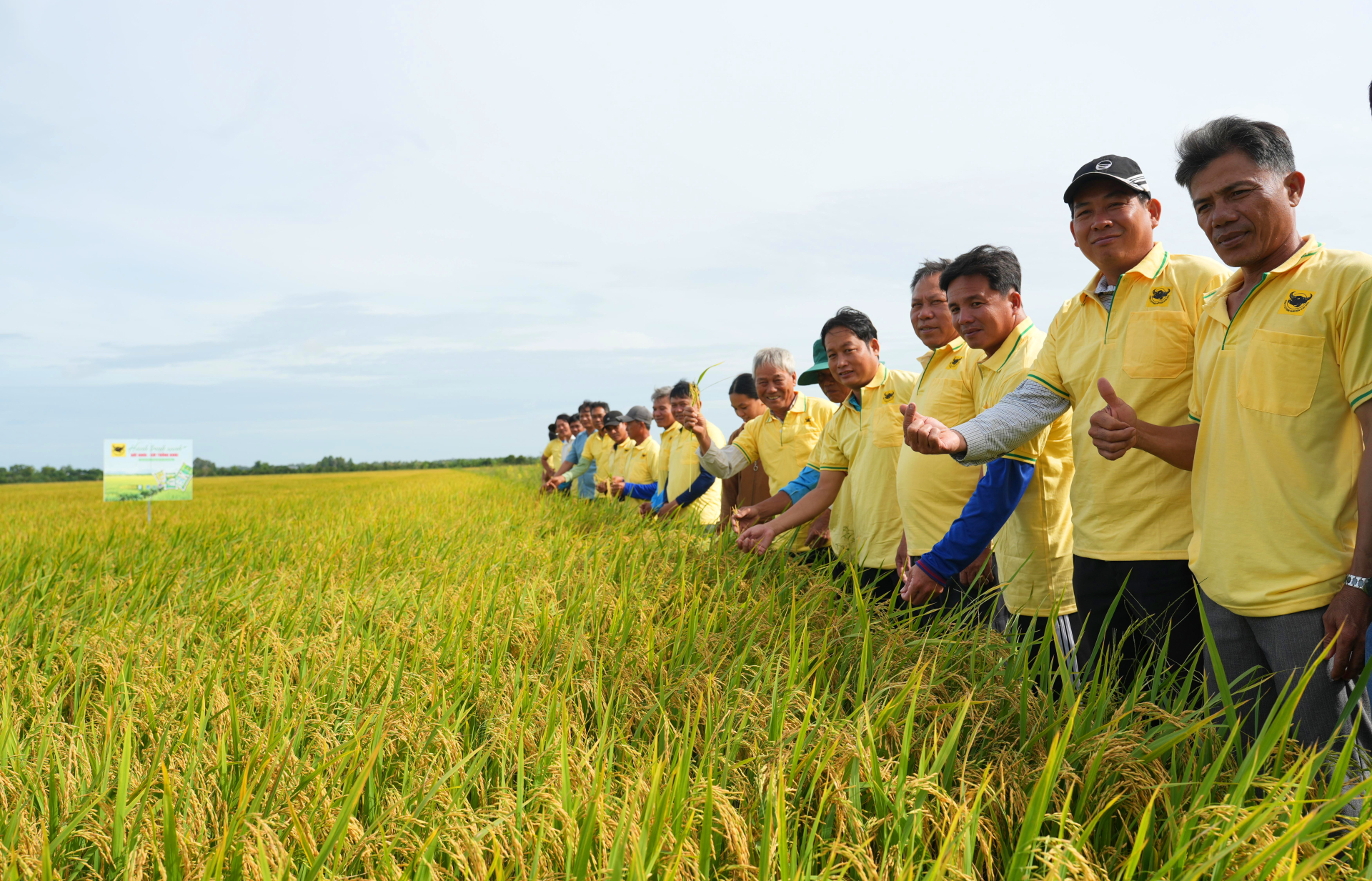 Đại biểu, cán bộ kỹ thuật và nông dân tham quan ruộng trình diễn tại HTX Nông nghiệp Thuận Phú, ghi nhận hiệu quả mô hình giúp tăng năng suất, giảm giá thành sản xuất và nâng lợi nhuận trên vùng đất phèn Tứ giác Long Xuyên. (Ảnh: Hành Trình Xanh)