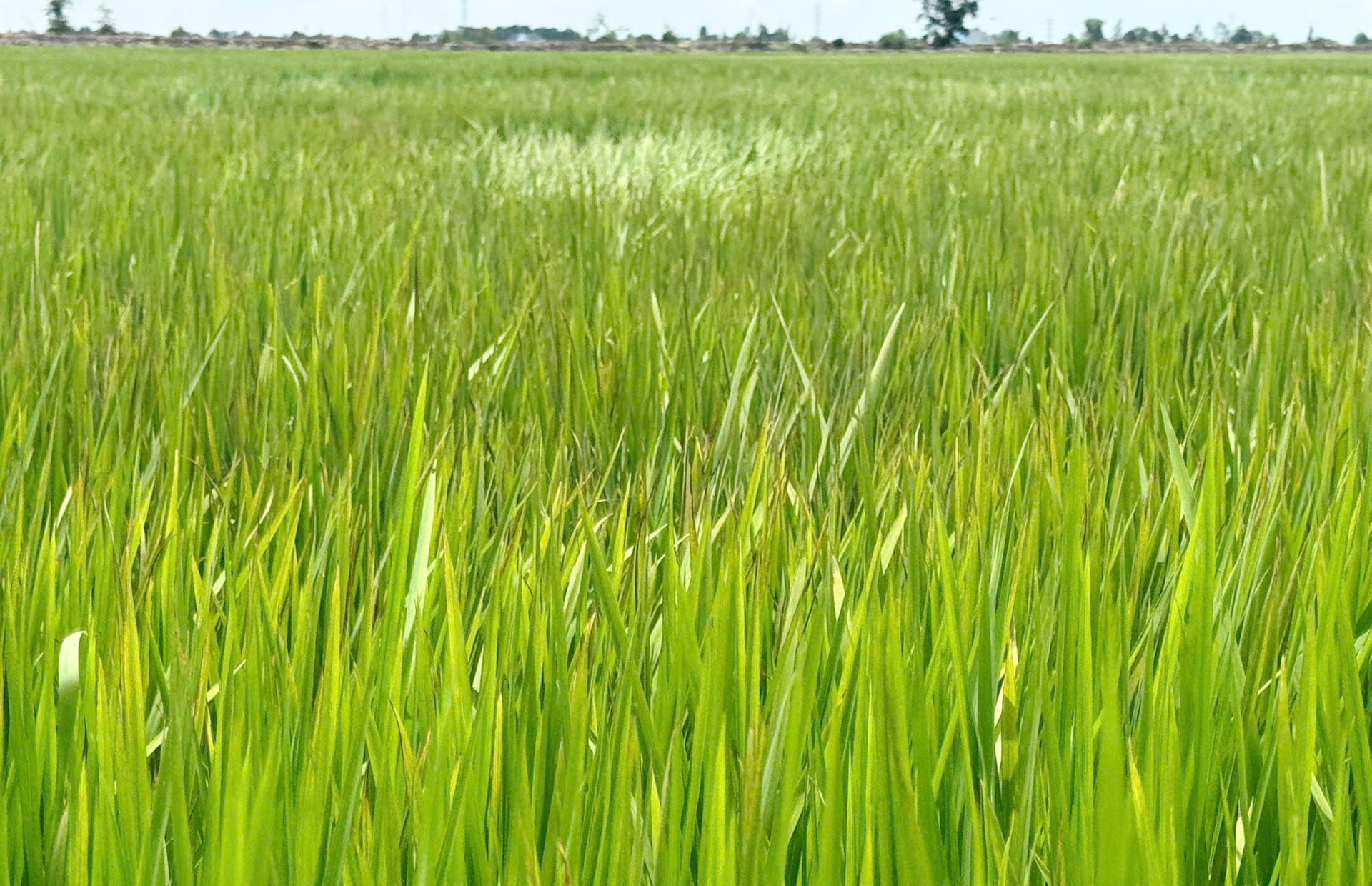 Hiện trạng nhiều ruộng lúa trên địa bàn Hòn Đất xuất hiện hiện tượng tím lá do ngộ độc phèn. (Ảnh: Hành Trình Xanh)
