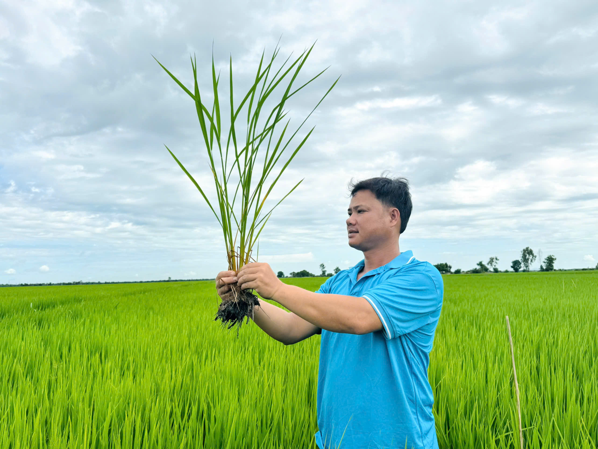 Ruộng lúa ĐS1 của anh Trần Văn Tèo (75 ngày sau sạ) chuẩn bị trổ bông, sinh trưởng đồng đều. (Ảnh: Hành Trình Xanh)