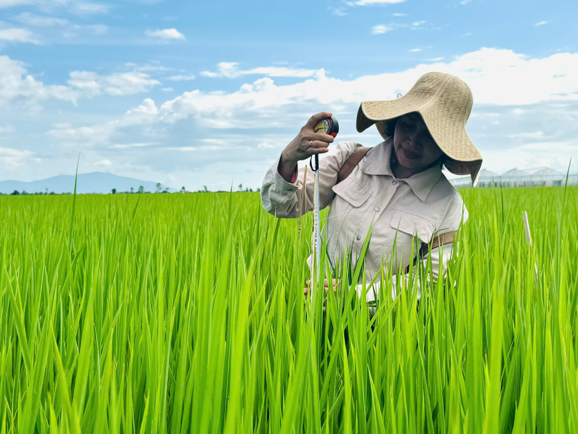 Bà Nguyễn Thị Xuân Hương, cán bộ Phòng Trồng trọt (Trung tâm Khuyến nông tỉnh An Giang) kiểm tra bộ rễ, đánh giá sinh trưởng cây lúa và theo dõi pH đất tại ruộng mô hình. (Ảnh: Hành Trình Xanh)