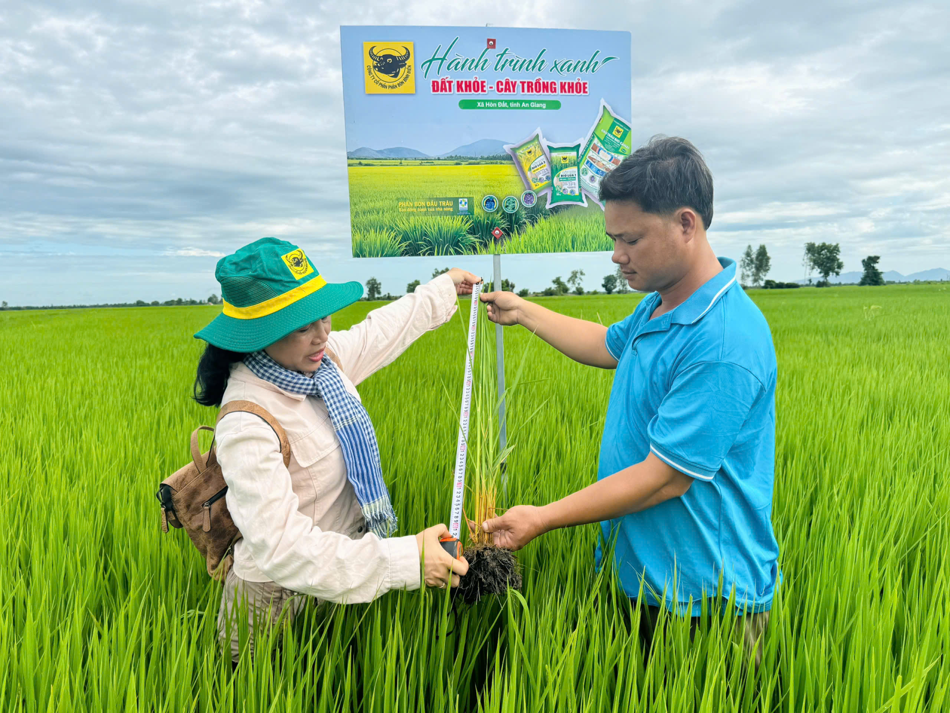 Cán bộ kỹ thuật Trung tâm Khuyến nông tỉnh An Giang kiểm tra chiều cao, bộ rễ và khả năng sinh trưởng của lúa ĐS1 tại ruộng mô hình của nông dân Trần Văn Tèo ở xã Hòn Đất, tỉnh An Giang. (Ảnh: Hành Trình Xanh)