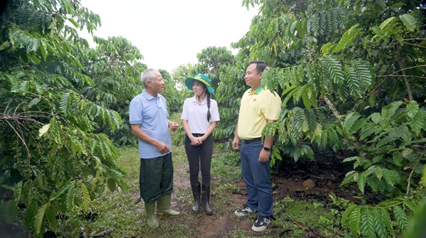 Nông dân sử dụng phân bón cho cây cà phê theo hướng dẫn của Phân bón Cà Mau