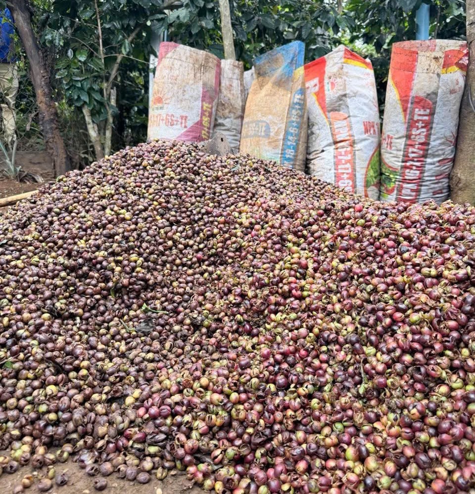 Quả cà phê tươi Arabica vừa mới thu hoạch tại Paksong - Champasak (Lào)
