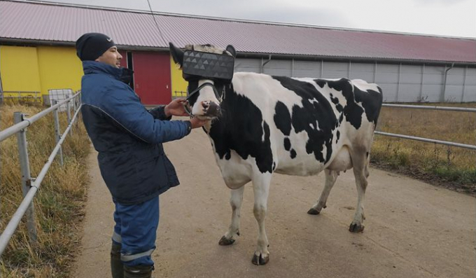 Đeo headset VR cho bò để tạo sữa tốt hơn