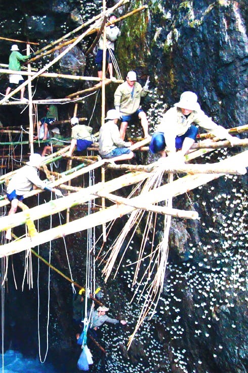 Khai thác tổ yến đảo thiên nhiên ở đảo yến Hòn Nội