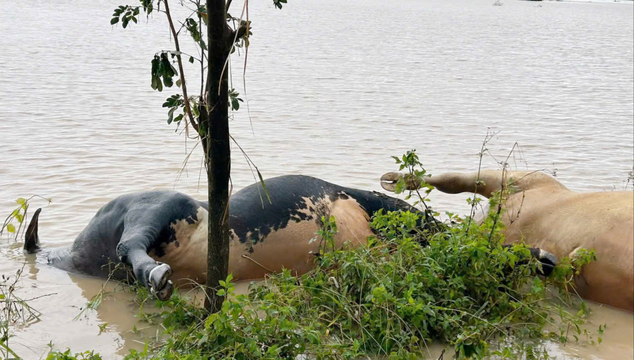 Xác trâu, bò, heo, gà, vịt khắp nơi...