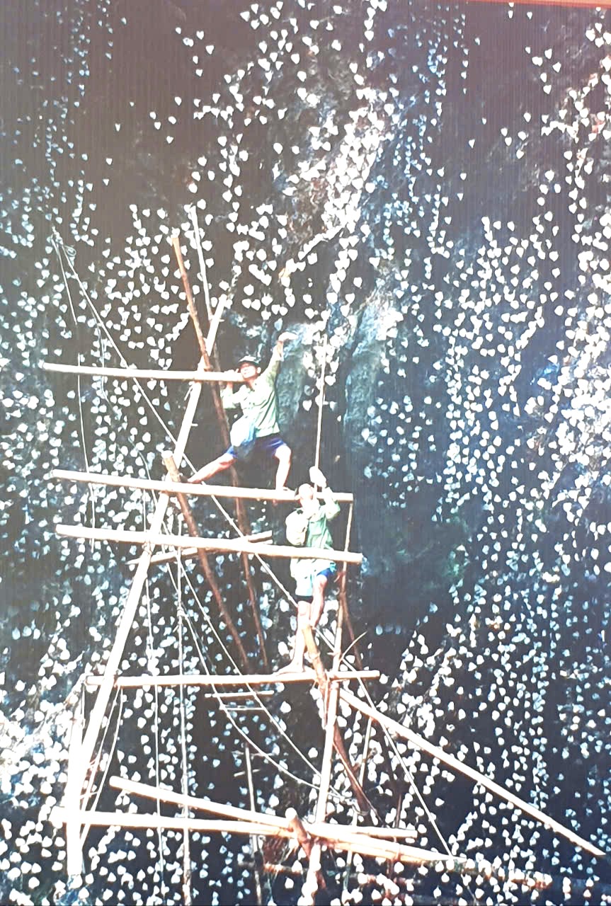 Khai thác tổ yến đảo thiên nhiên Khánh Hòa