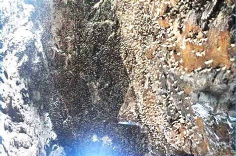 Sản lượng và chất lượng yến đảo thiên nhiên Khánh Hòa đều đạt kỷ lục hàng đầu khu vực Đông Nam Á