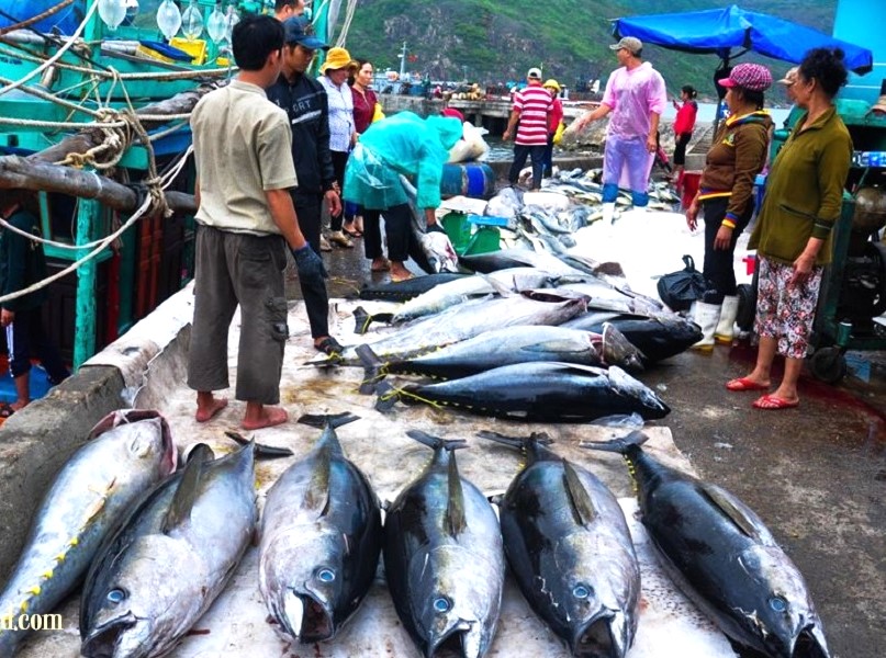 Chợ các Cầu Đá- Nhận diện hải sản tươi, chất lượng từ màu da, màu mắt