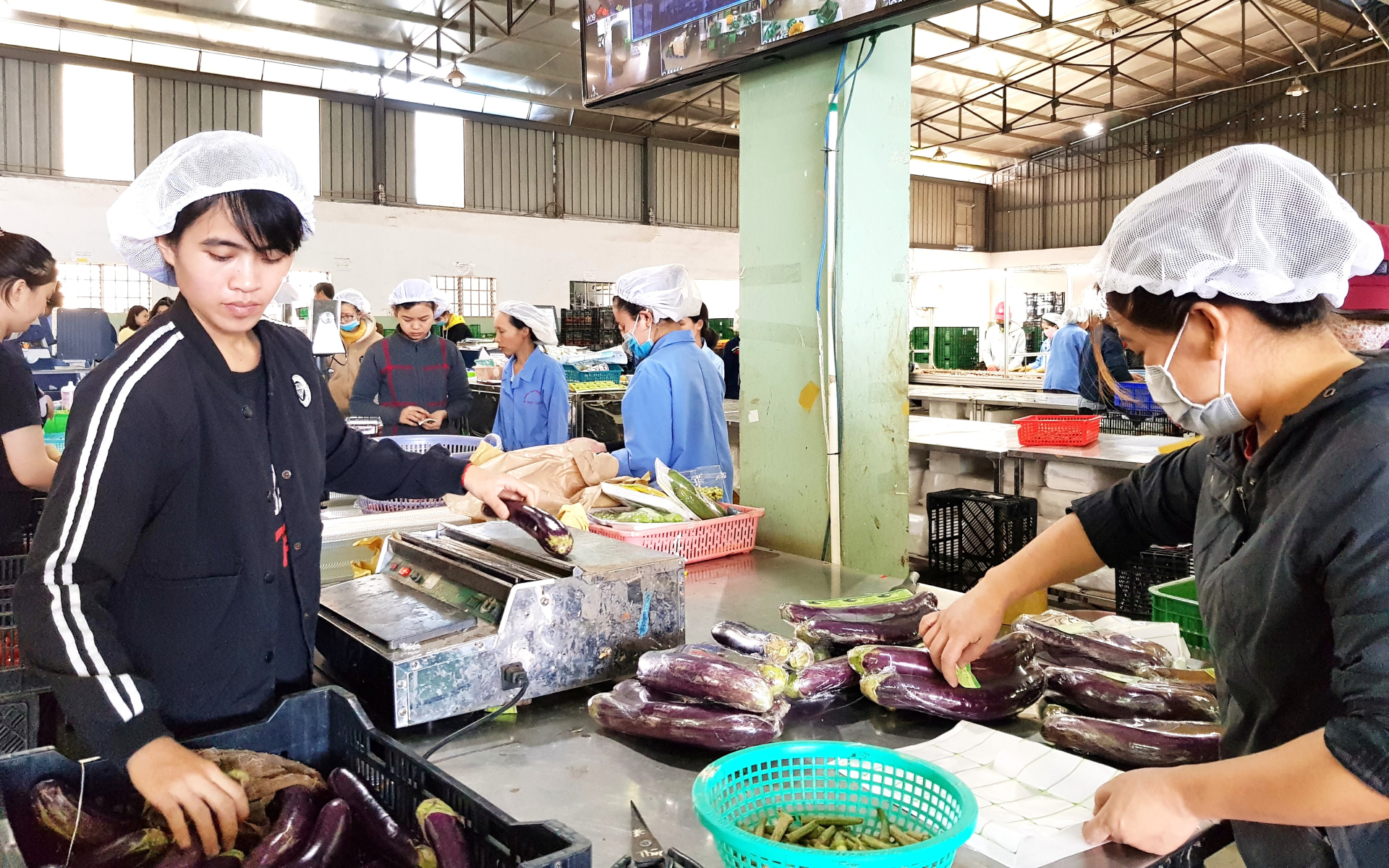 Cơ sở cung ứng rau an toàn cho chuối siêu thị tại Lâm Đồng