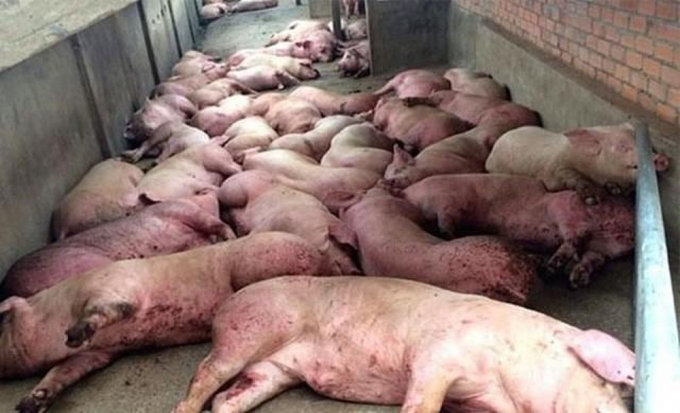 Dịch tả lợn châu Phi hoành hành, 1/4 số lợn trên thế giới có thể bị tiêu hủy