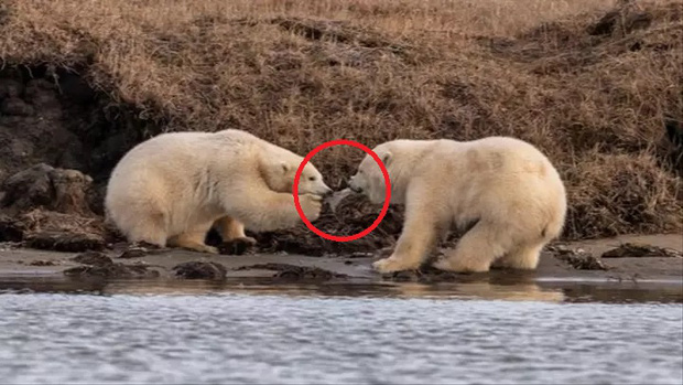 Bức ảnh hai con gấu Bắc Cực phải tranh giành hộp nhựa để ăn khiến người xem xót xa