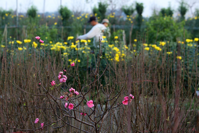 Hoa đào khoe sắc sớm tại làng Nhật Tân
