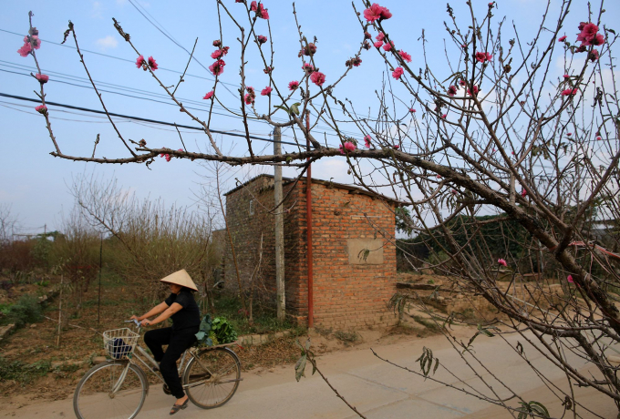 Hoa đào khoe sắc sớm tại làng Nhật Tân