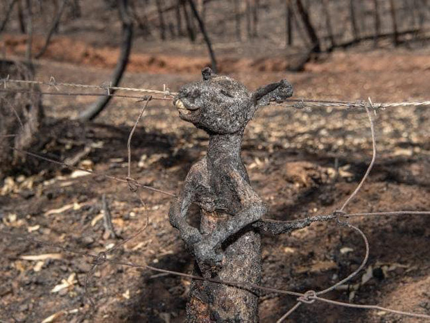 Cháy rừng lan nhanh trên toàn nước Úc, nửa tỷ loài động vật thiệt mạng