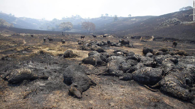 Cháy rừng gây nên một thảm họa khủng khiếp ở nước Úc.