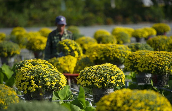 Cúc mâm xôi ở làng hoa lớn nhất miền Tây tăng giá kỷ lục