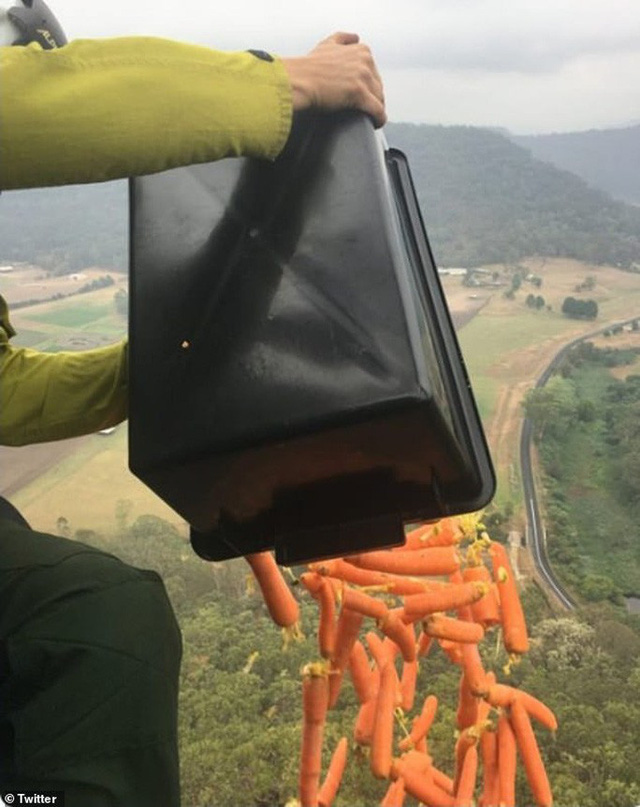 Úc dùng máy bay thả cà rốt và khoai lang để cứu chuột túi