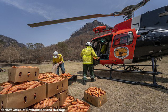 Úc dùng máy bay thả cà rốt và khoai lang để cứu chuột túi