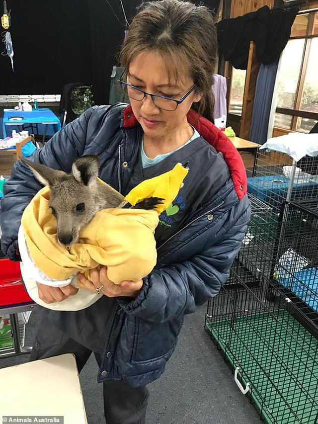   Nhân viên chăm sóc động vật hoang dã ở thị trấn Mallacoota băng bó cho chuột túi kangaroo trong suốt trận cháy rừng ở vùng East Gippsland. Ảnh: Animals Australia  
