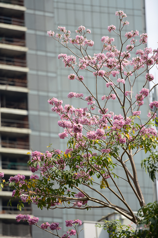 Hoa nở rộ khiến Sài Gòn trở nên lãng mạn hơn.