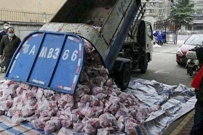 Chiếc xe tải chở rác được sử dụng để chuyển thịt lợn tới cho người dân.