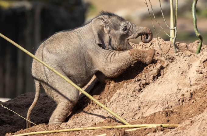  Riva Hi Way, một chú voi châu Á vừa chào đời vào tháng 2 tại sở thú Chester, Anh, lần đầu tiên Riva xuất hiện trước công chúng - Ảnh: PA  