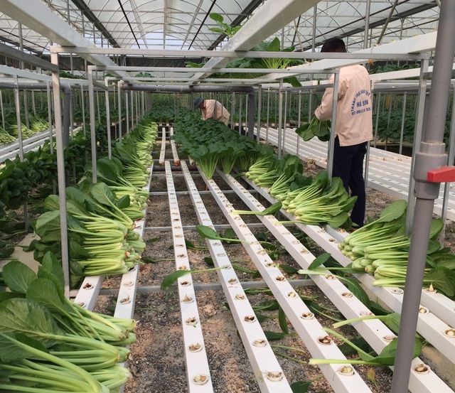 Chủ vườn rau ở Lai Châu ủng hộ rau sạch cho khu cách ly tại Hà Nội