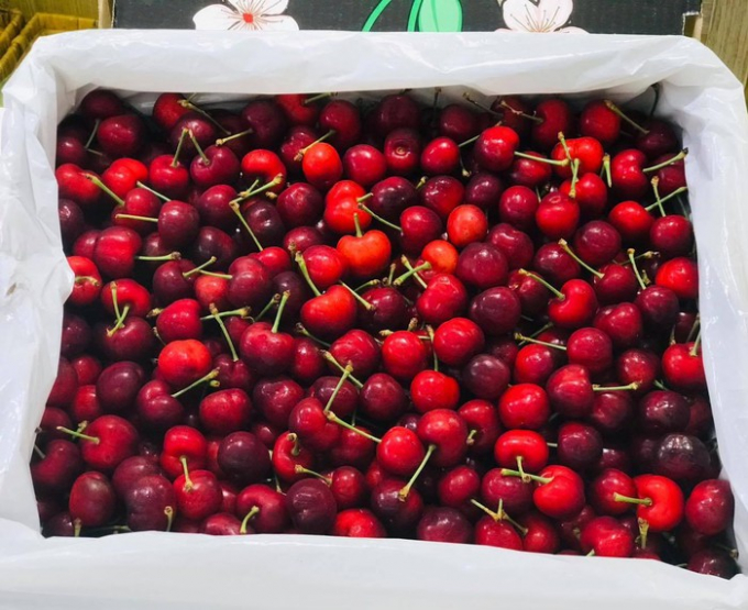 Giá cherry tăng gần 1 triệu đồng/kg nhưng vẫn hút giới nhà giàu Việt.