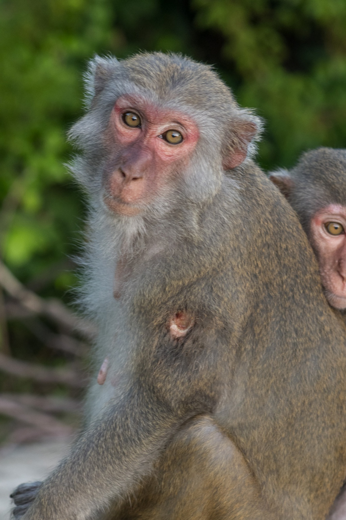 Ban quản lý bán đảo Sơn Trà và các bãi biển Đà Nẵng cũng từng đưa thông báo khuyến cáo người dân không cho khỉ ăn.