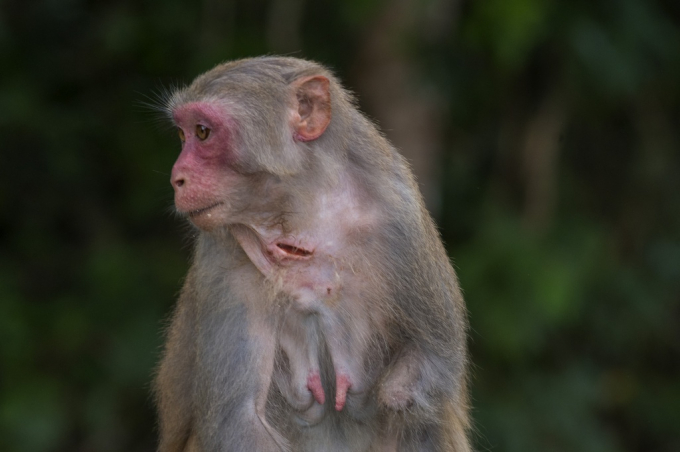  Vết thương của khỉ ở Sơn Trà chủ yếu là các lỗ thủng trên người do lực của ná bắn. Số khác bị cụt chân, tay có thể do dính bẫy.