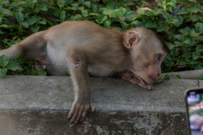 Đàn khỉ ở bán đảo Sơn Trà bị con người bắn gãy tay chân, thân thủng lỗ