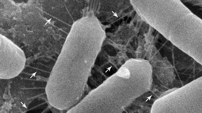 Hình ảnh kính hiển vi quét chủng Lacticaseibacillus casei AMBR2.